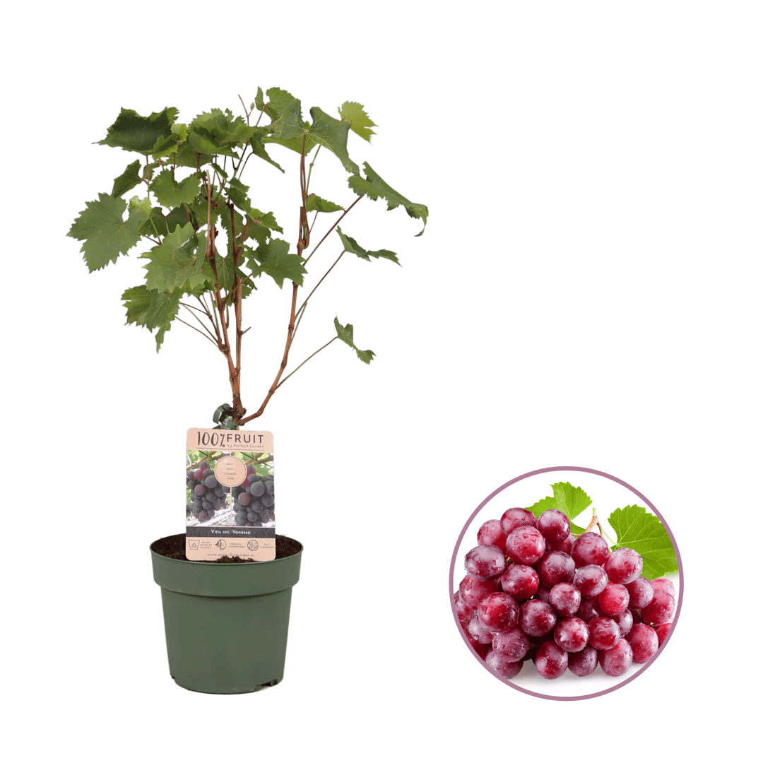 Arbusto de Uvas Personalizado - Burguillos impreso con logotipo