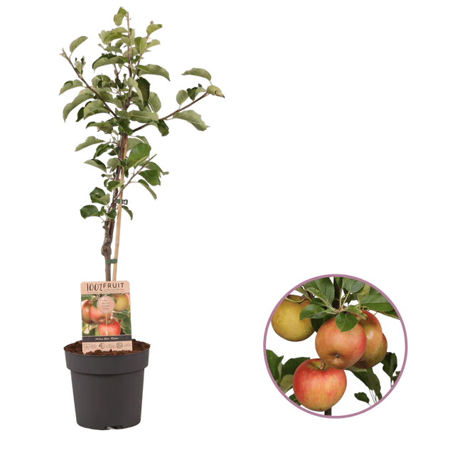 Árbol de manzana personalizable - San Lorenzo de Calatrava