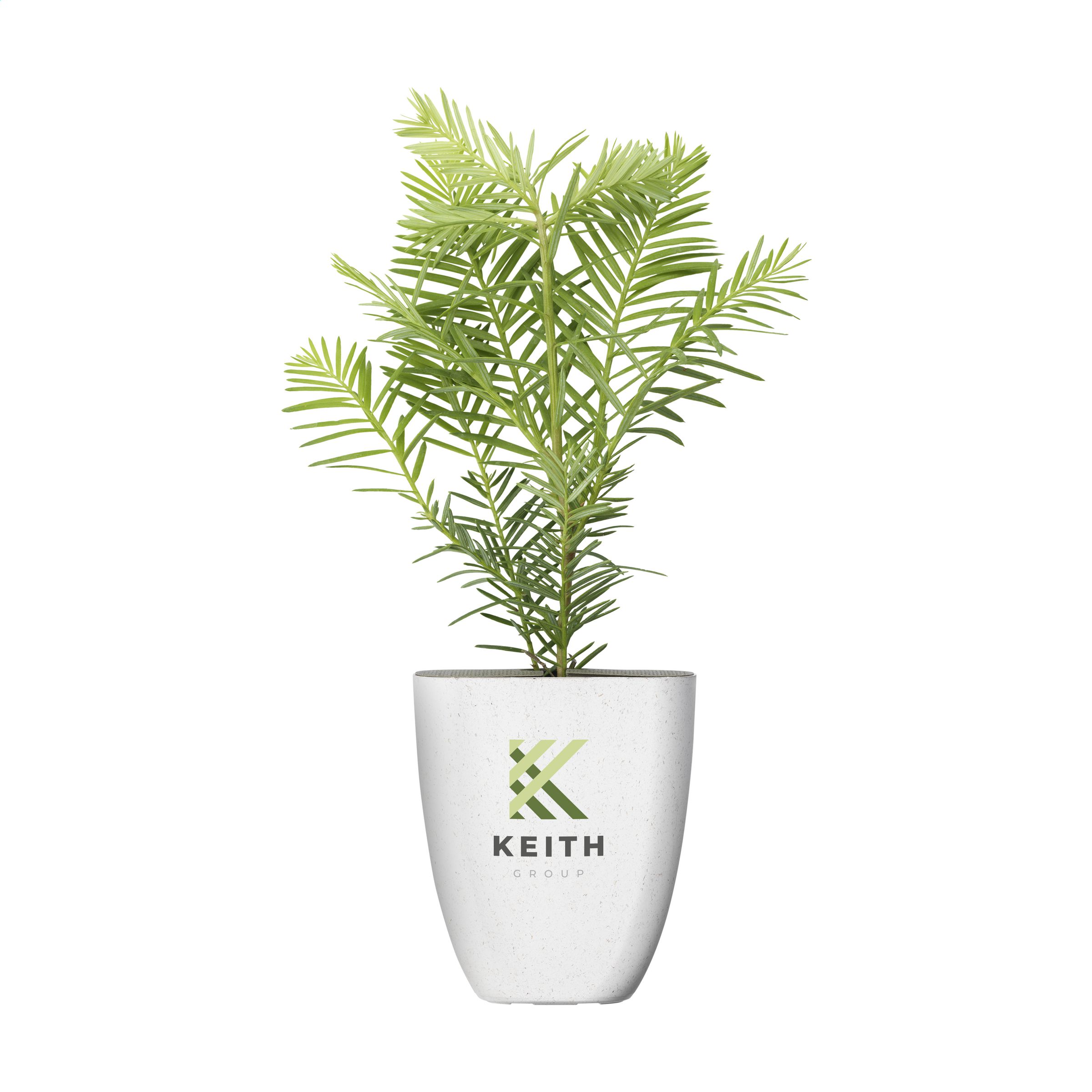 Buzón Árbol Gigante - Montmaneu