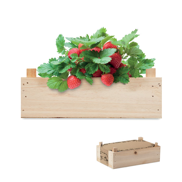 Kit de Cultivo de Fresas - Berbegal