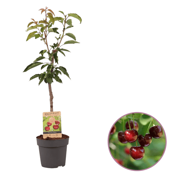 Árbol de Cereza Resistente - Avilés