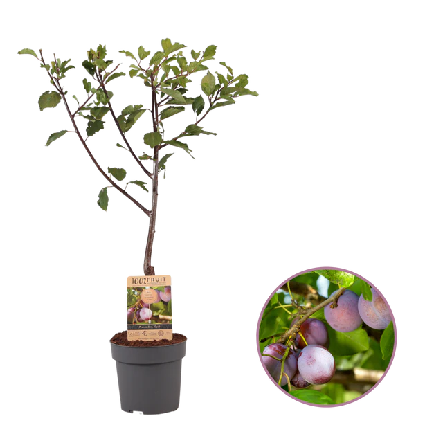 Árbol de Ciruela Resistente - Torralbilla