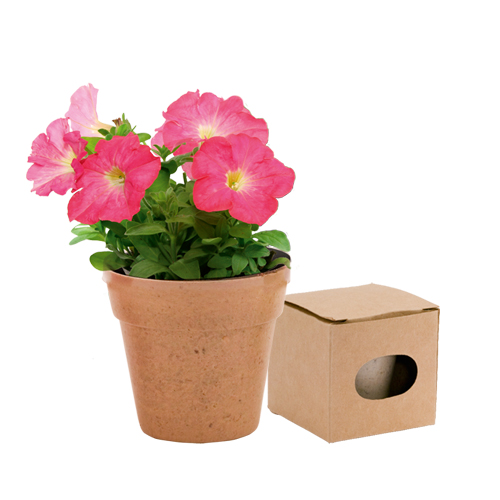 Petunia en Flor - Vencillón