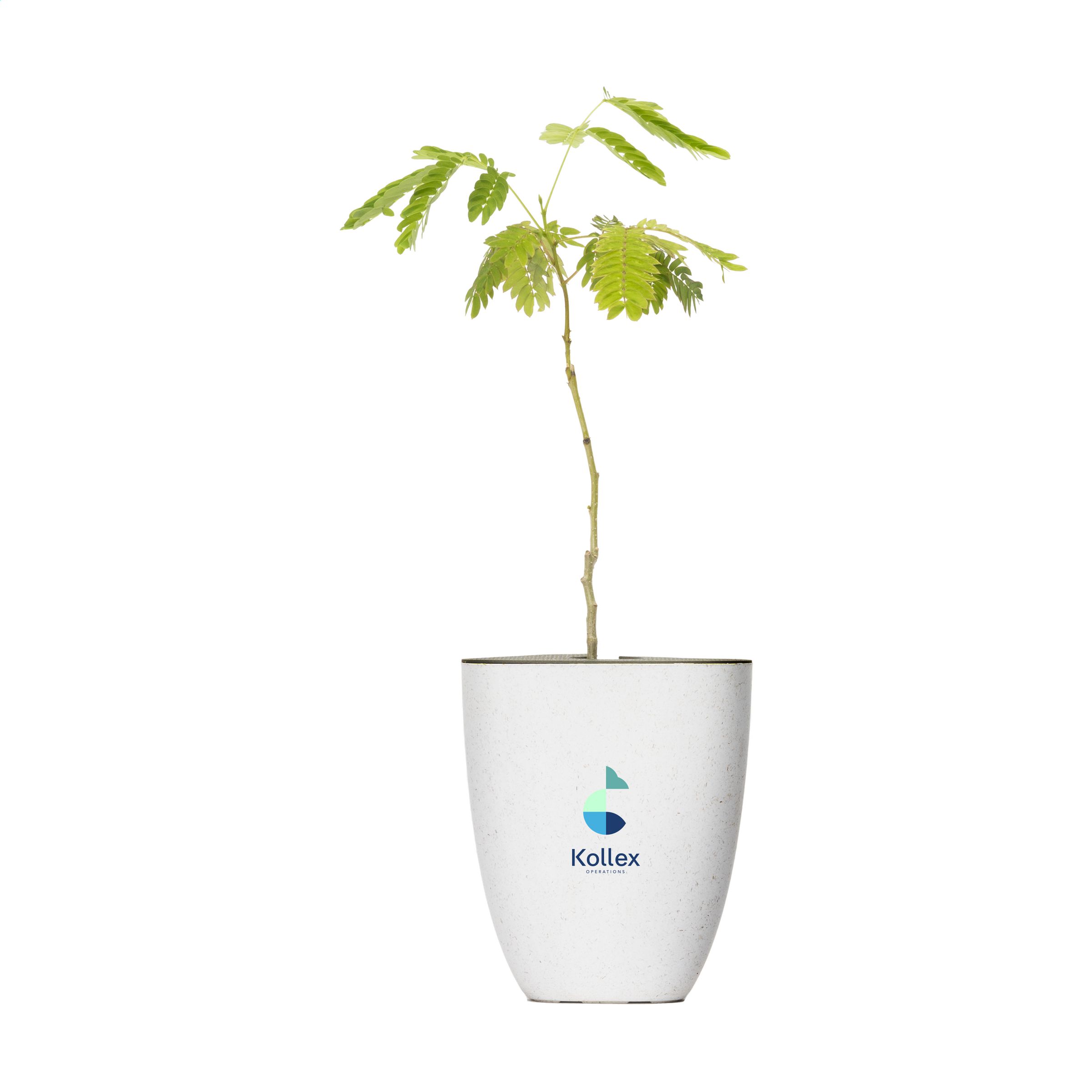 Árbol de Buzón Seda Persa - Isla Mayor