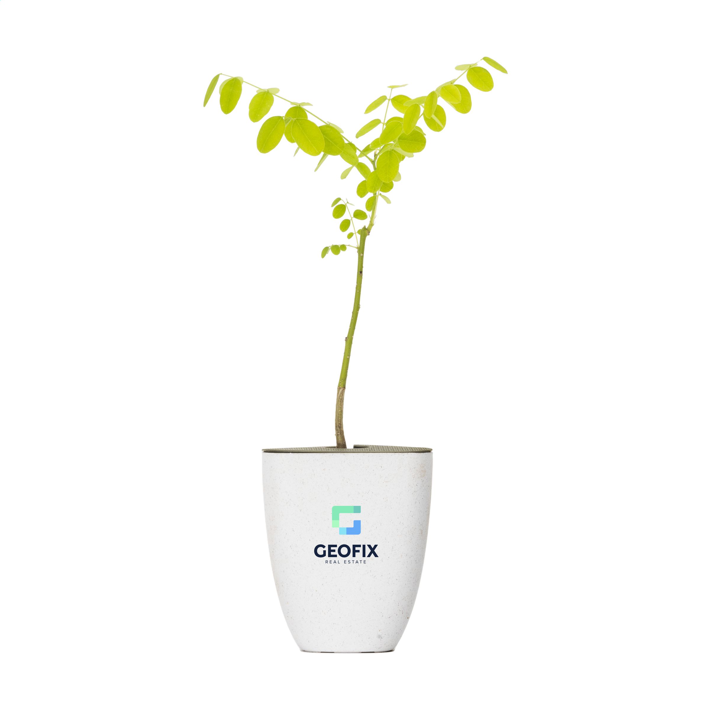 Árbol de Buzón Miel - Fuentes de Jiloca