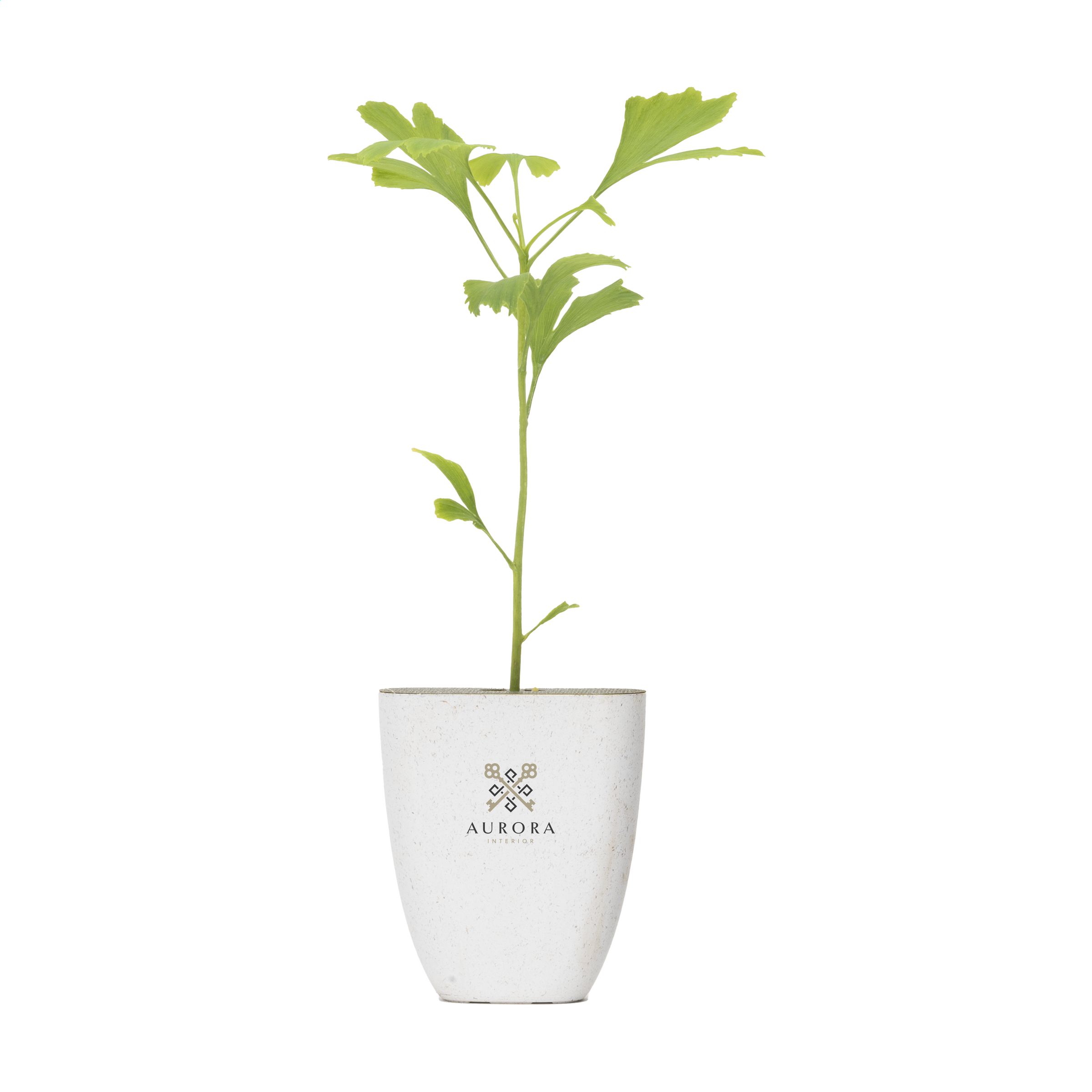 Buzón de Nogal Japonés - Avinyonet del Penedès